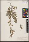 Salix aurita L. x Salix repens L.